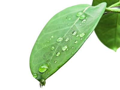 绿色休假 降息液体植物生长环境雨滴露珠静脉背景图片