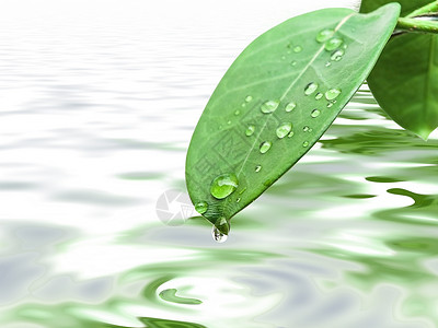 绿色休假 降息环境静脉露珠生长雨滴植物液体背景