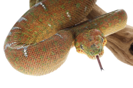 蛇绿色翡翠树爬虫生物宠物皮肤绿色网状蟒蛇宏观舌头工作室背景