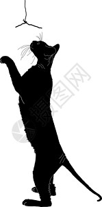 猫轮廓猫的脚影猫科玩具身体插图尾巴草图爪子宠物黑色动物背景