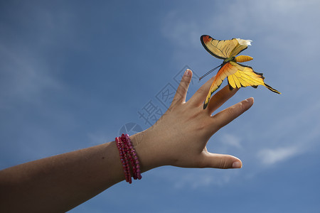 蝴蝶飞轻轻握着黄蝴蝶的女人手背景