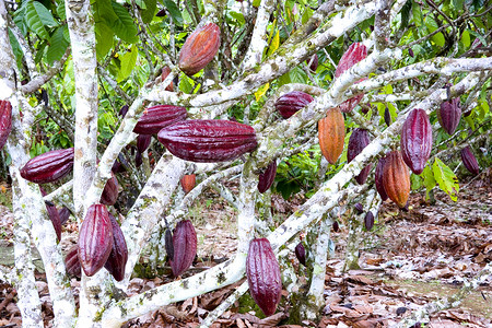 可可树水果农业热带豆荚饮料食物植物财产种植园巧克力高清图片