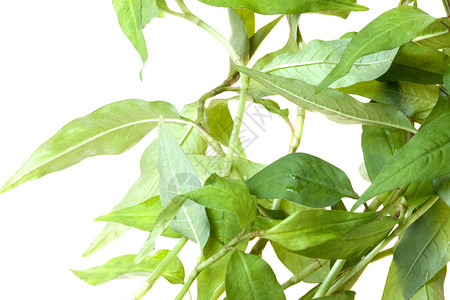 磨玻璃结节孤立的多多边形植物香料生产食物宏观味道植物学药品叶子树叶背景