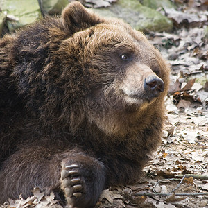 棕熊仰望美洲棕熊高清图片