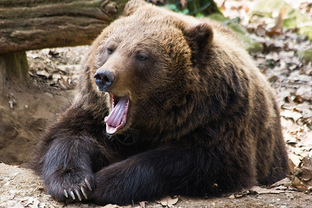 棕熊打哈欠美洲棕熊高清图片