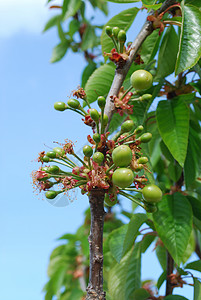 樱桃树花植物学花园生长蓝色植物李子季节生活农业花粉背景