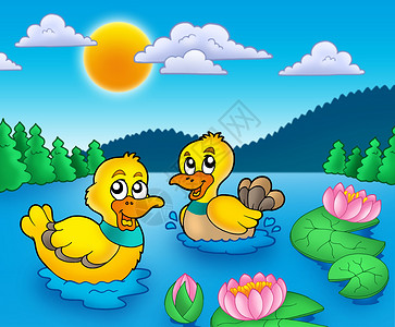 两只鸭子和两片水背景