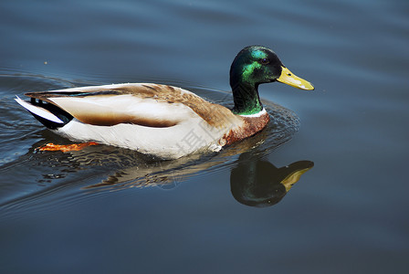吃鸭子在池塘游泳烹饪绿色小鸭子农场盘子白色家禽纤维饮食动物背景
