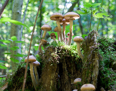 树桩上长方糖蜜真菌伞菌蔬菜杯子美食菌类团体季节生长植物树木森林高清图片素材