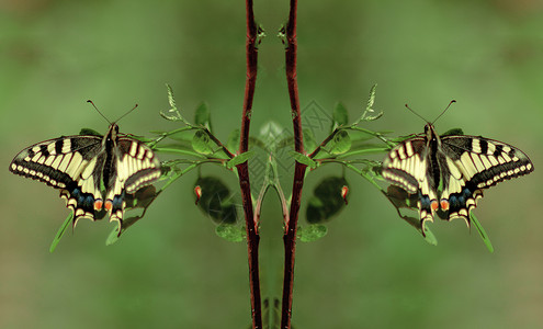 蝴蝶移民静脉宏观黑色昆虫学尾巴迁移野生动物昆虫翅膀高清图片