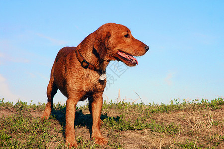 狗印章站在草地上的小狗狗背景