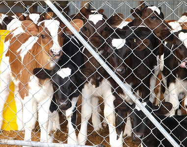 源网荷储牛排数锯末蹄子标签反刍动物黄油哺乳动物牛角牧场母牛奶牛背景