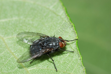 蓝瓶苍蝇常见的红蝇高清图片