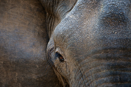 大象头大象的眼睛 有睫毛背景