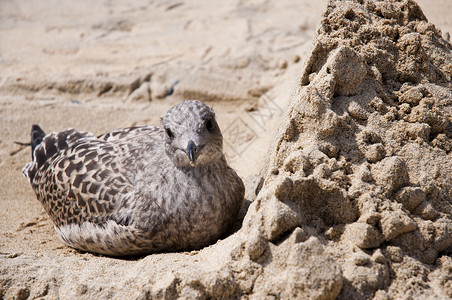婴儿海鸥休息灰色羽毛海滩背景图片