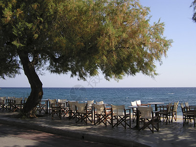 海滩的树海上海岸餐馆背景