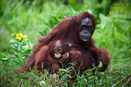 母猩猩与孩子在草地上高清图片