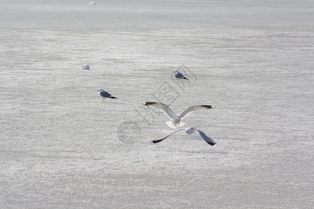 海鸥太阳白色阴影水鸟背景图片
