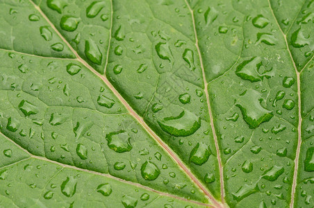 绿叶背景画幅静脉反思植物露珠雨滴宏观飞沫绿色植物学背景图片