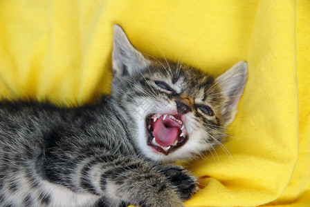 粉色舌头的猫婴儿猫肖像舌头蓝色猫咪皮草猫科动物防御动物耳朵折痕小猫背景