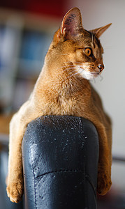 棕色猫阿比西尼猫注意力宠物耳朵生活连体男性好奇心晶须短发毛皮背景