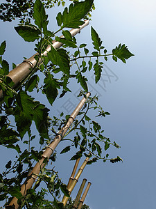 番茄植物植被竹子天空叶子树叶蓝色甘蔗园艺蔬菜农业背景图片