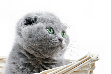 小猫咪往上看血统眼睛朋友阴影白色猫科动物毛皮工作室绿色乐趣背景图片