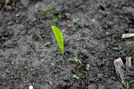 树苗地球土壤脆弱性生长生存种子发芽地面环境绿色背景图片