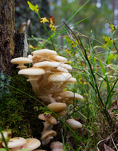 树桩附近的阿加丽蜂蜜真菌树木土地杯子食物团体季节生长伞菌美食森林帽高清图片素材