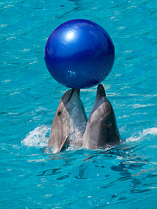 两只海豚玩球高清图片