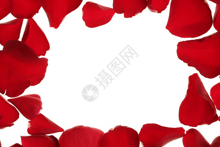 红玫瑰花瓣框框边框 白色复制空间玫瑰念日宏观边界假期礼物热情明信片邀请函卡片背景图片