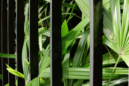 黑对缝特写绿色植物背景图片