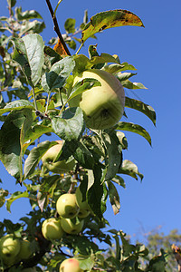 树上的苹果营养葡萄标题水果地块叶子栽培蓝色监视器生物背景图片