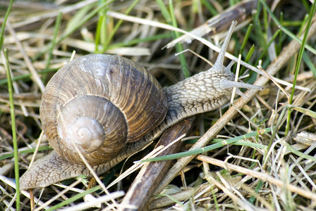 陆地蜗牛自然的有肺的高清图片