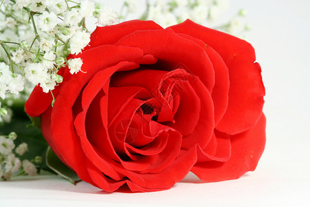 红玫瑰白色花瓣玫瑰宏观叶子背景图片