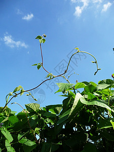 运营者 Bean 工厂天空农村乡村绿色农场树叶收成植物营养蓝色图片