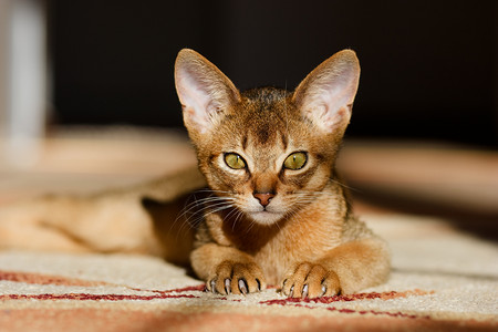 彪马年轻的阿比西尼猫在行动家庭猫科小猫爪子连体橙子胡须宠物小路老虎背景