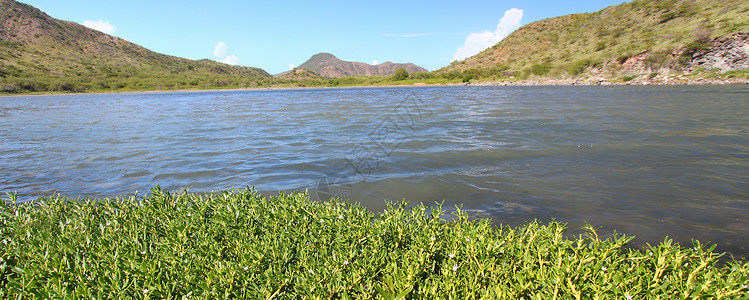 尼维斯圣基茨湖天堂环境植被植物小猫海洋热带背景