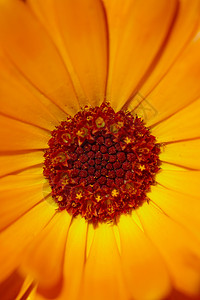 橙花的核心核心背景图片