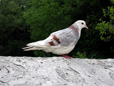多对一白鸽城市荒野白色动物停留翅膀邮政地面羽毛杂色背景