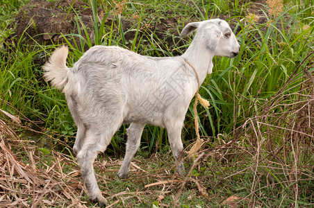 山羊孩子母鹿小山羊草地农场哺乳动物斗灵家畜女性反射高清图片