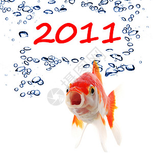 新的一年 2011庆典假期卡片季节金鱼背景图片