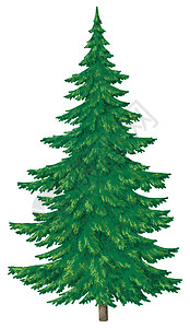 圣诞绿树艺术新年寒冷松树植物群装饰品假期森林植物针叶背景图片