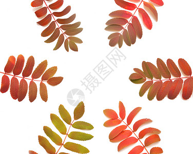 文本的树叶框植物群庆典框架装饰森林风格红色橙子叶子边界背景图片