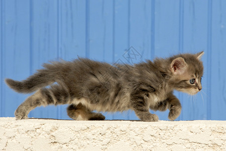 小猫婴儿蓝色动物宠物灰色运动背景图片