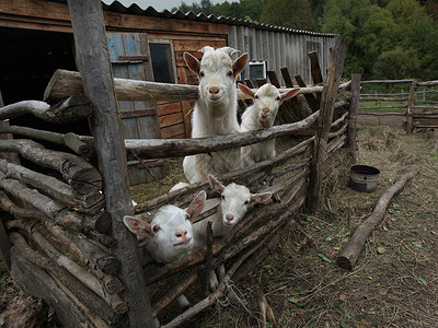 山羊家庭背景图片