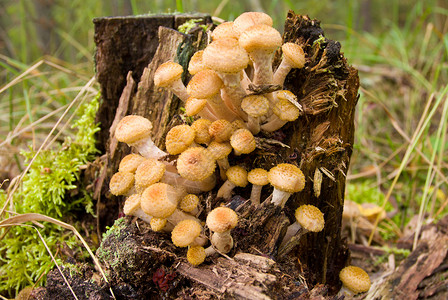 树桩附近的阿加丽蜂蜜真菌伞菌菌类宏观季节植物团体杯子棕色黄色森林黄色的高清图片素材