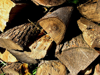 准备为冬季取暖准备冬天收集的剪切树林背景图片