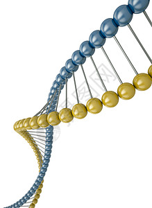 达纳螺旋个性物理顺序化学遗传黄色蓝色白色科学背景图片