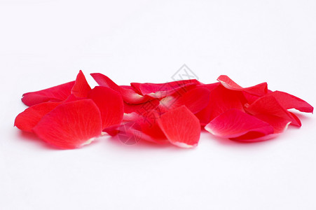 一些红玫瑰花瓣背景图片